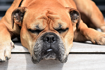 closeup photography of adult tan English bulldog