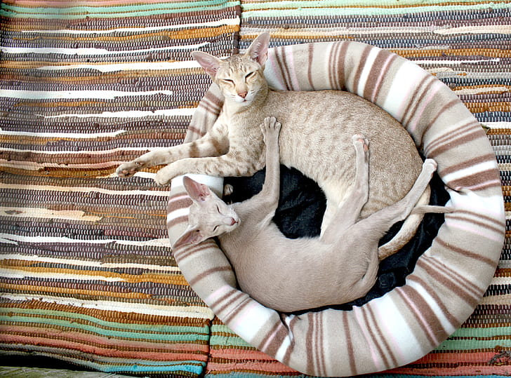 two lying cats on stripe bed wallpaper