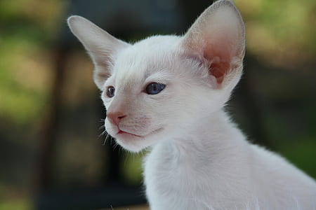 Photo of White Cat