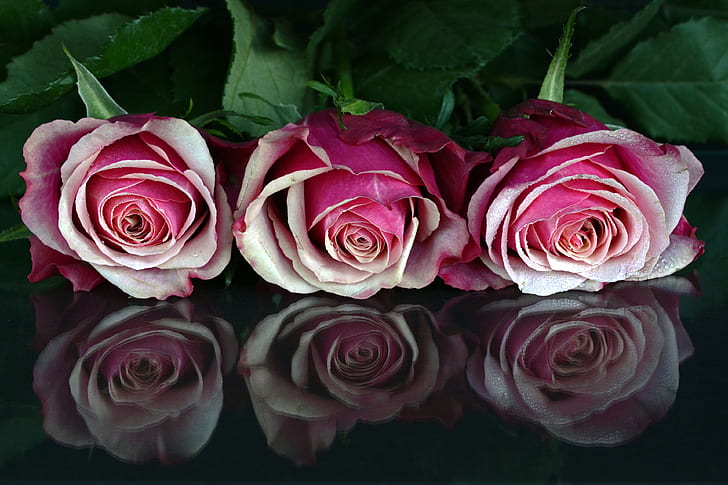 high-angle photography of three pink rose flower clusters