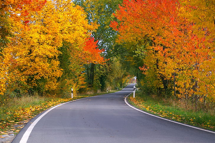 gray road near green and yellow trees