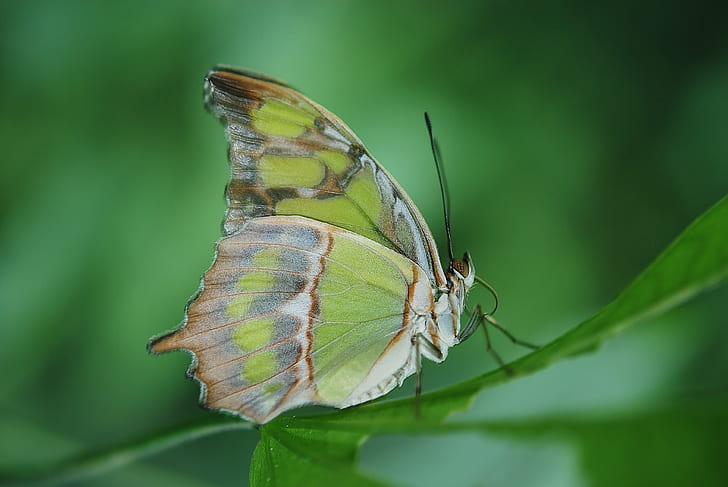 malachite butterfly perched on green leaf plant in closeup photography
