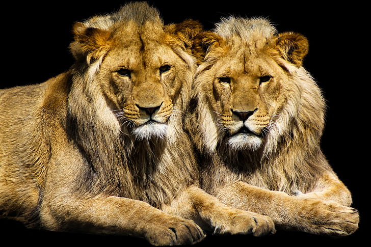 two brown Lions