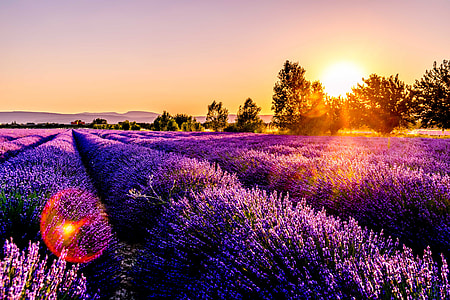 photo of Lavender field during sunrise
