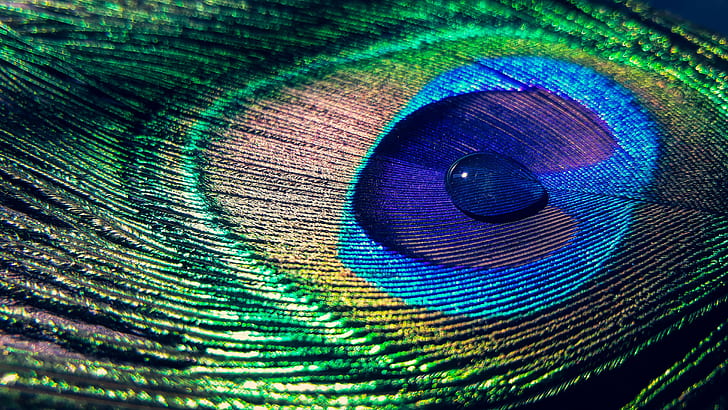 peacock feather closed up photography