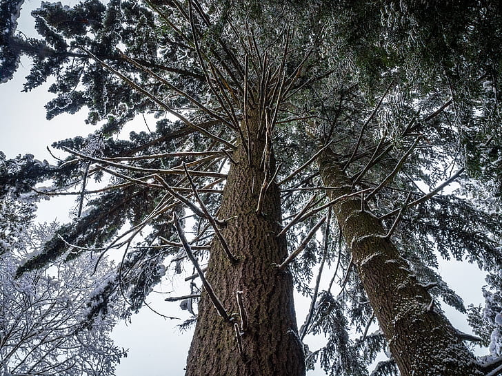 low angle photo of trees