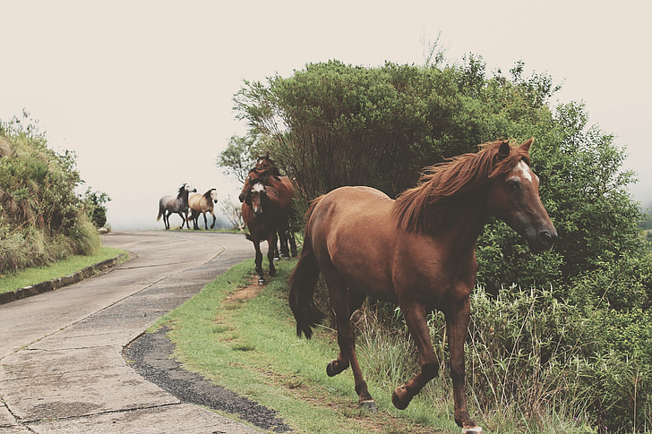 pack of horse walking on side of the road