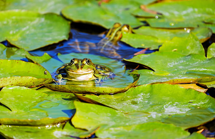 green frog on lily pad during daytime