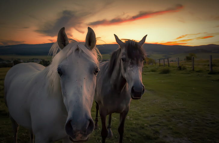 two white horses on grass field