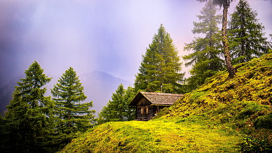 house on mountain surrounded by trees