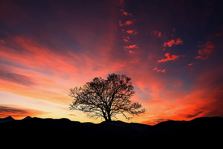 black withered tree during sunset