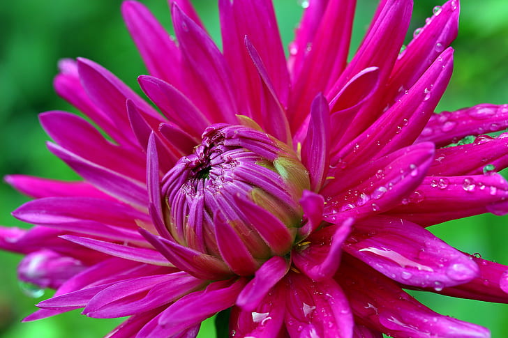 closed up photo of pink petaled flower