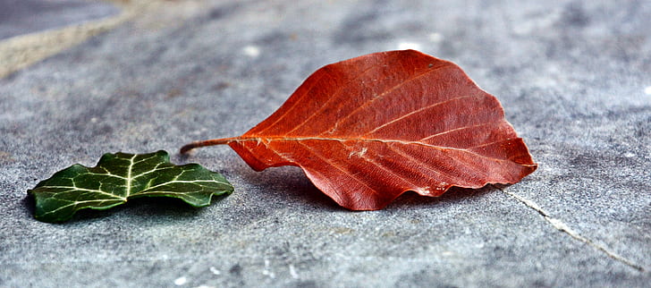 red leaf beside green leaf