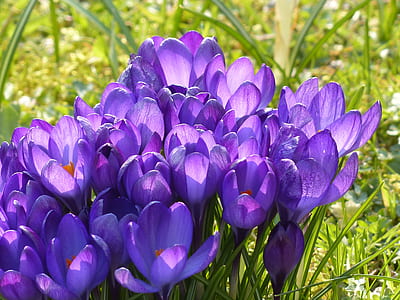 purple petaled flowers photograph