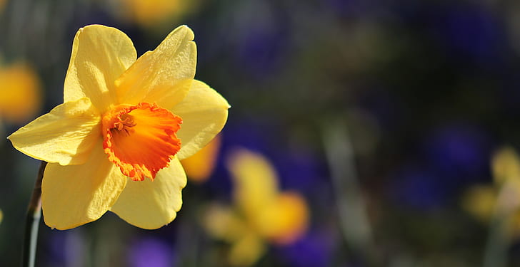 selective focus photography of yellow and orange daffodil flower
