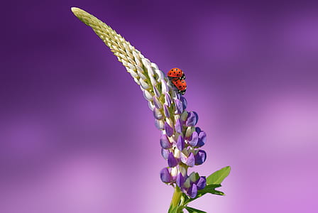 green and purple flower with shallow background
