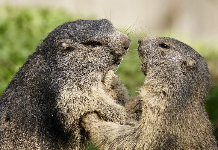 two gopher animals in selective focus photography