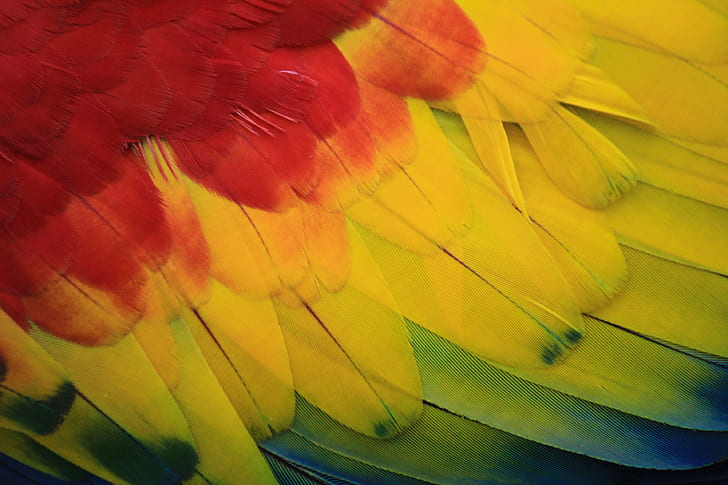 Scarlet Macaw feather