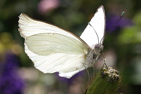 white cabbage butterfly on green plant