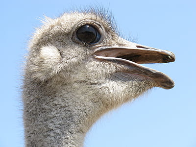 closed up photo of ostrich head