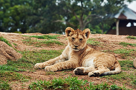 lion cub lying on ground during daytime