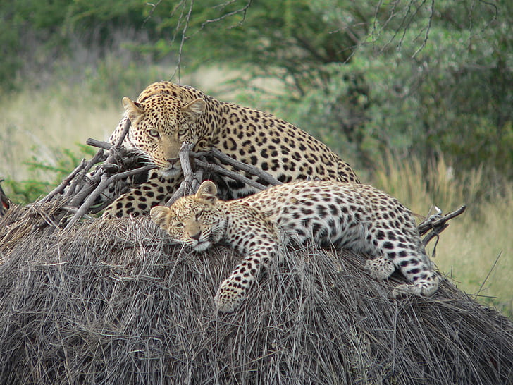 two leopards laying on the hay