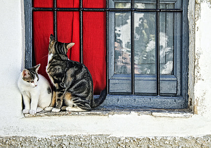 two white and grey cats sits near window of house during daytime