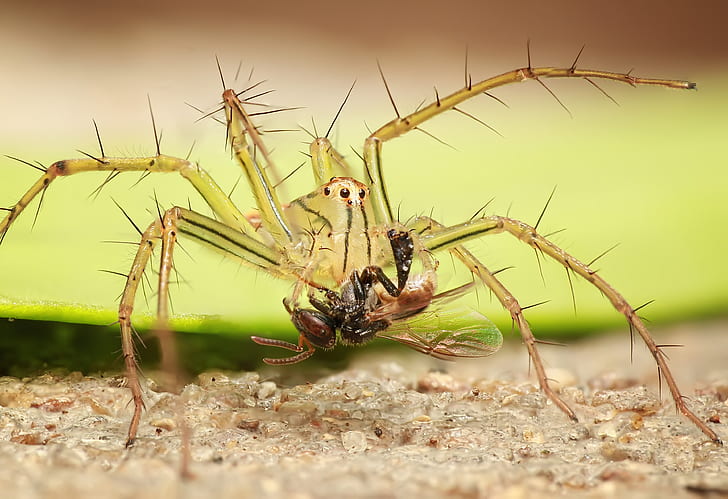 closeup photo of yellow spider carrying prey