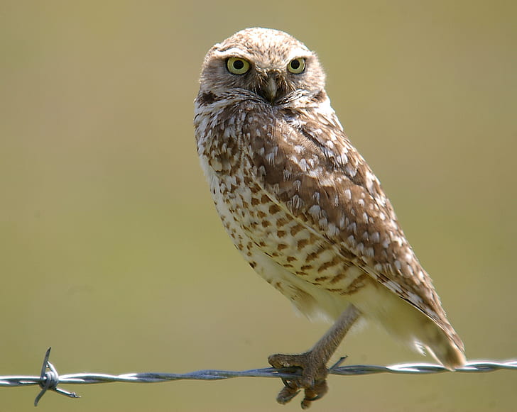 selective focus photography of brown owl on grey steel barbwire