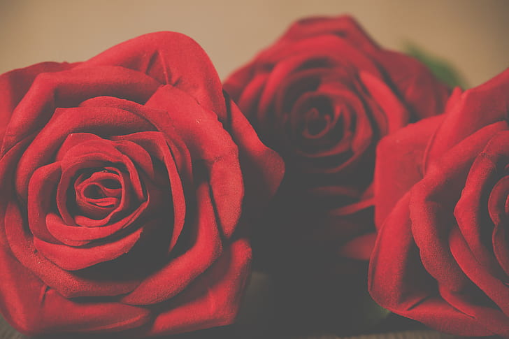 three red rose flowers