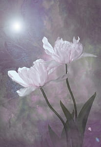 two white flowers painting