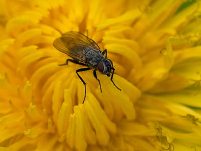 Fly On Yellow Flower