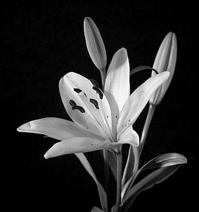 grayscale photo of lily in bloom