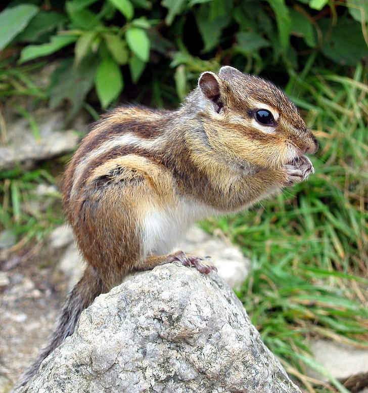 brown and gray rodent on the rock