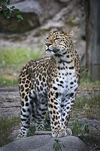 focus photography of leopard during daytime