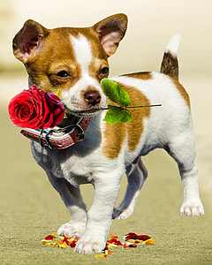 white and brown smooth Chihuahua puppy with red rose flower