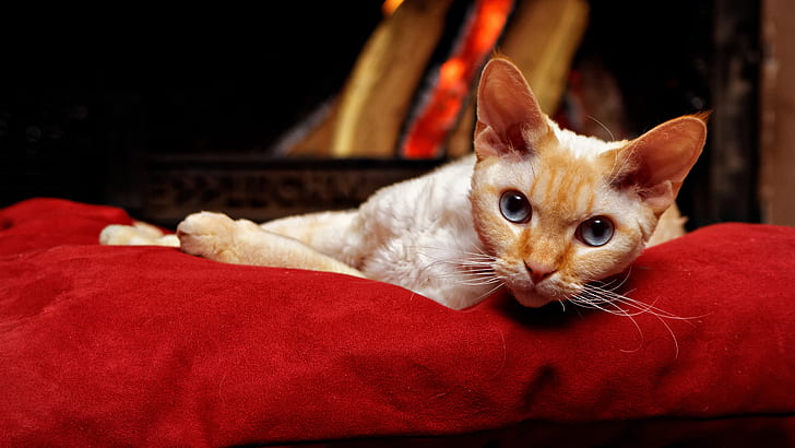 orange cat laying on red pet bed