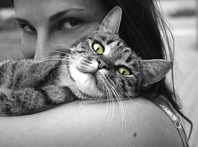 grayscale photography of tabby cat
