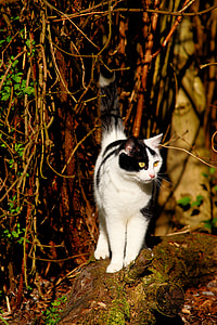 white and black cat galloping on wood trunk