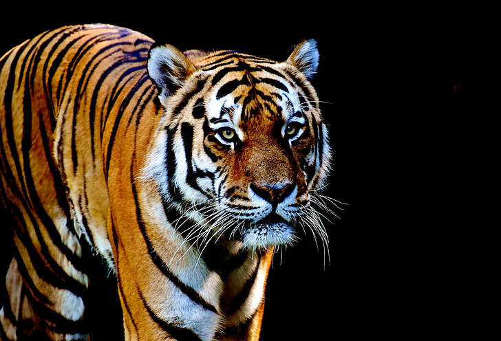 selective color photograph of tiger