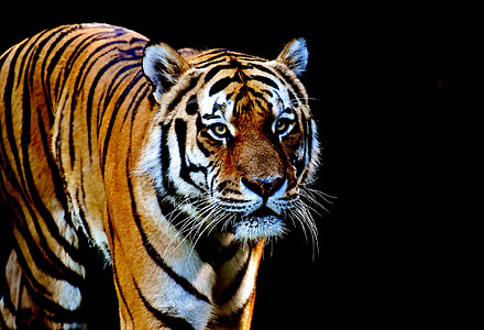 selective color photograph of tiger