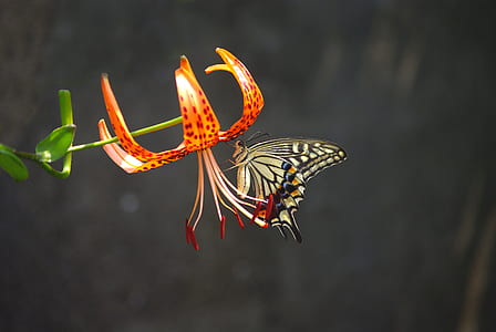butterfly on orange petaled flower