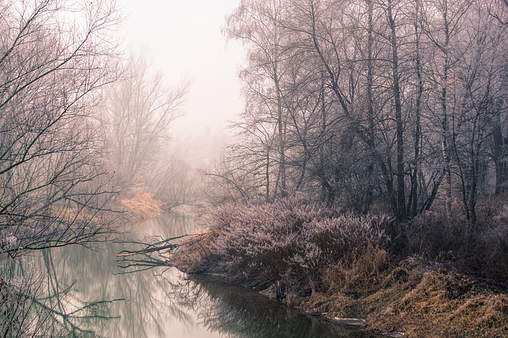 river beside bare trees