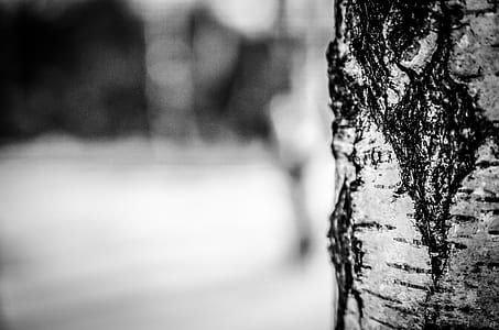 grayscale photo of tree trunk selective focus photography