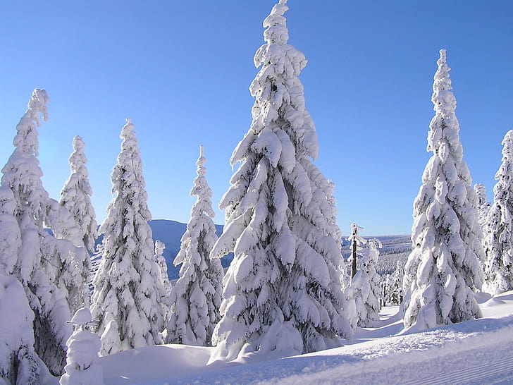 snow covered pine trees during winter