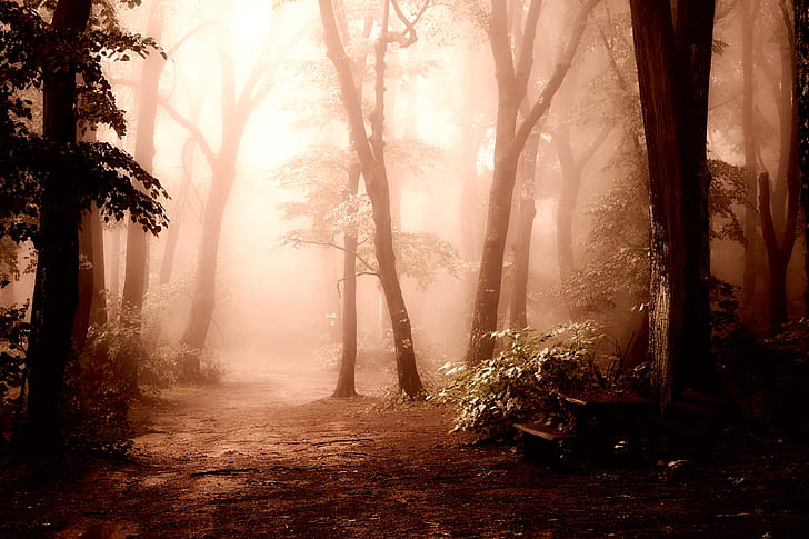 dirt path under shade of trees dury foggy time