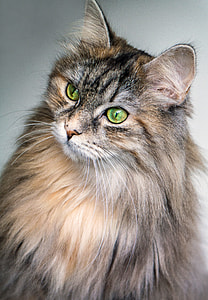 closeup photo of yellow and gray fur cat