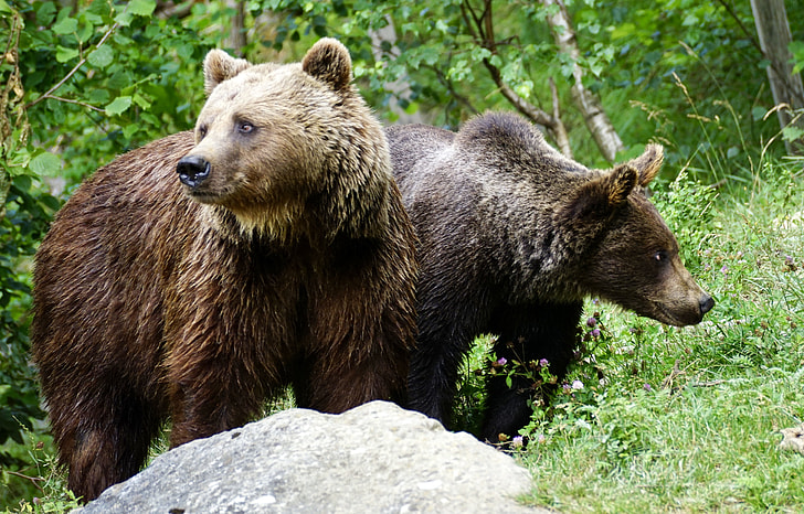 photo of two brown grizzly bears