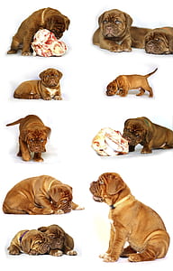 red French mastiff puppy collage
