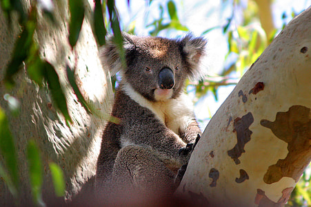 photo of Koala